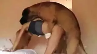 نيك حصان حيوانات فى الاسطبل